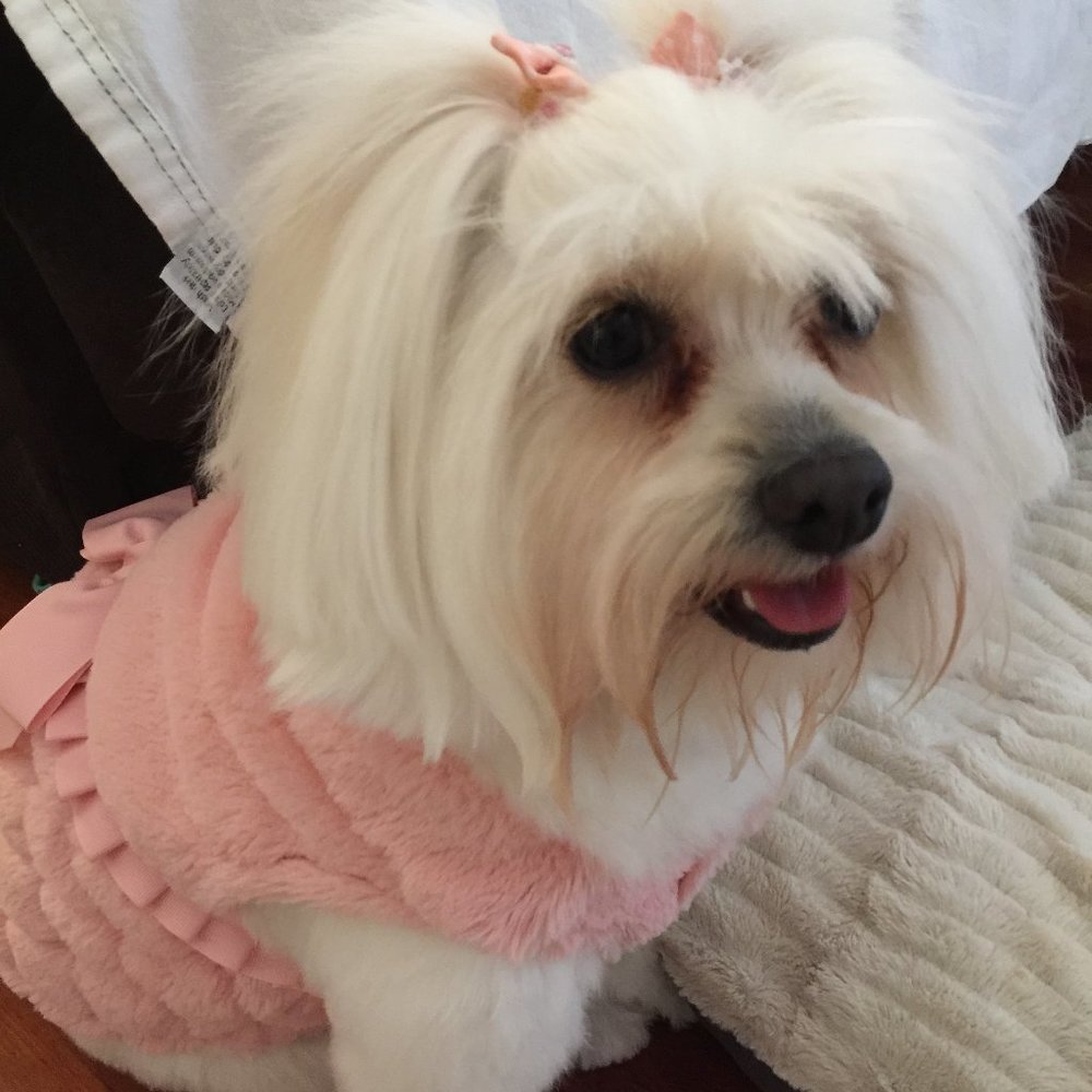 MEET PRECIOUS, POSH AMBASSADOR, PARTY-COHOST! - Picture 4 of 4